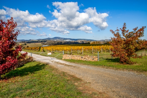 Swinging Bridge Vineyard